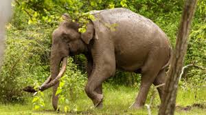 Kerala to Form 500-Member Special Reserve Force to Prevent Wild Elephant Attacks