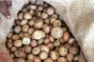 डीआरआयने सुपारी आयातीत साफ्टा कराराचा मोठ्या प्रमाणावर झालेला बेकायदेशीर वापर आणला उघडकीस....